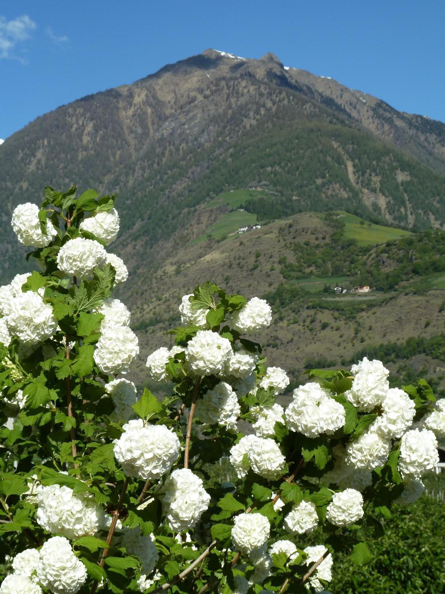 Hochwart ***s Naturns
